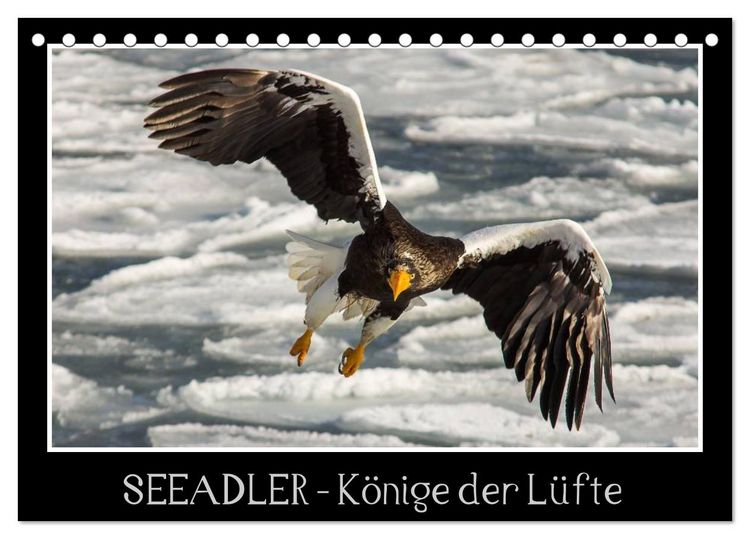 Produktbild: Seeadler - K&ouml;nige der L&uuml;fte (Tischkalender 2026 DIN A5 quer), CALVENDO Monatskalender