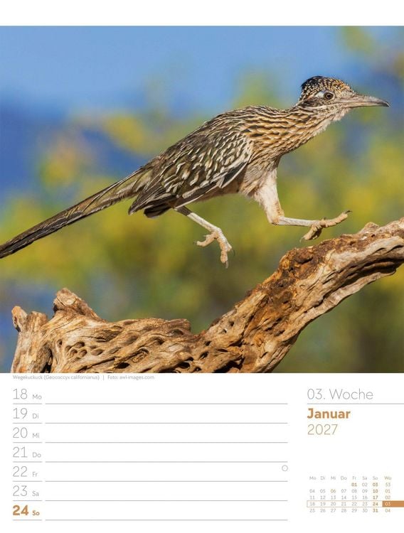 Produktbild: V&ouml;gel Wochenplaner Kalender 2027
