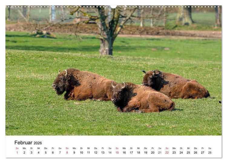 Produktbild: Wilde Tiere unserer Heimat (hochwertiger Premium Wandkalender 2026 DIN A2 quer), Kunstdruck in Hochglanz