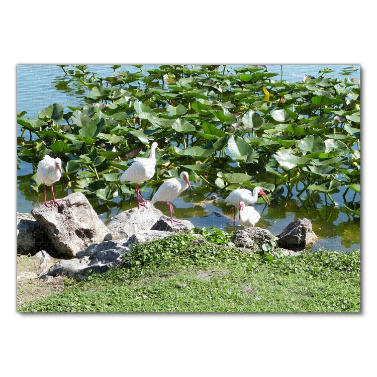 Produktbild: Lais Puzzle Wei&szlig;er Ibis 1000 Teile