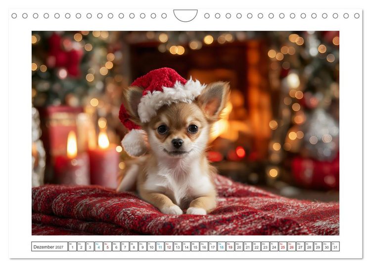 Produktbild: Chihuahua Gl&uuml;cksmomente (Wandkalender 2027 DIN A4 quer), CALVENDO Monatskalender