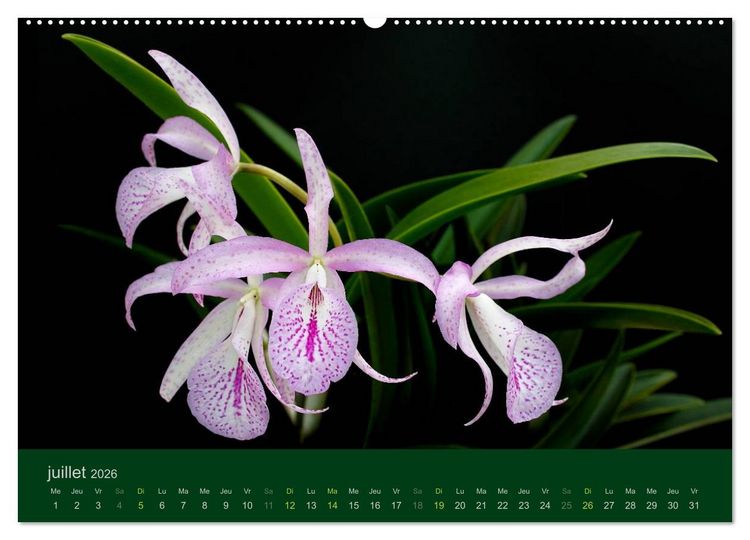 Produktbild: Les Orchid&eacute;es (Calendrier mural 2026 DIN A2 vertical) calendrier de bureau