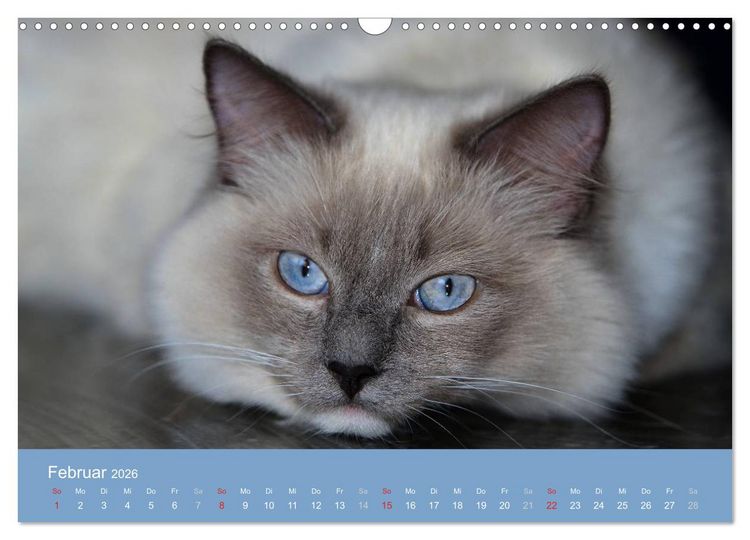 Produktbild: Engel auf 4 Pfoten - Ragdolls 2026 (Wandkalender 2026 DIN A3 quer), CALVENDO Monatskalender