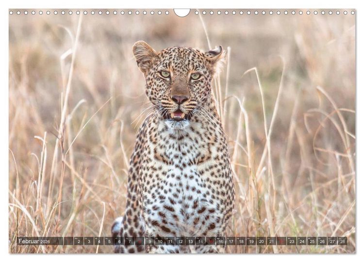 Produktbild: Leoparden - Geheimnisvolle J&auml;ger (Wandkalender 2026 DIN A3 quer), CALVENDO Monatskalender