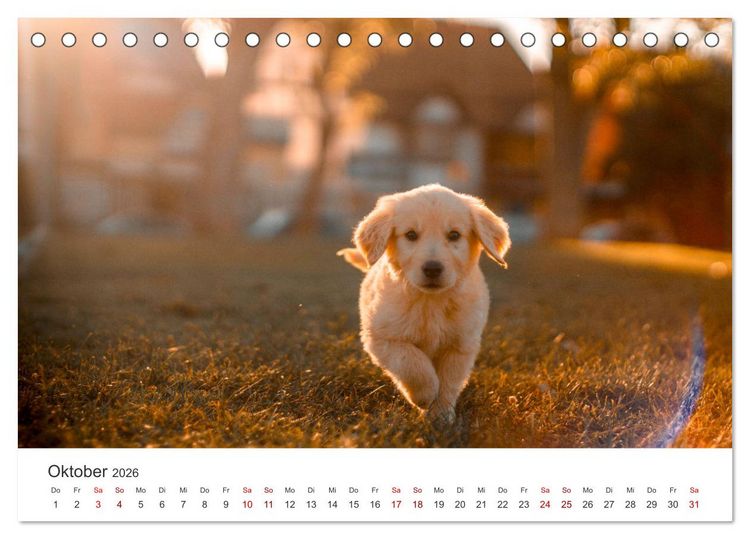 Produktbild: Golden Retriever - Die treuen Begleiter. (Tischkalender 2026 DIN A5 quer), CALVENDO Monatskalender