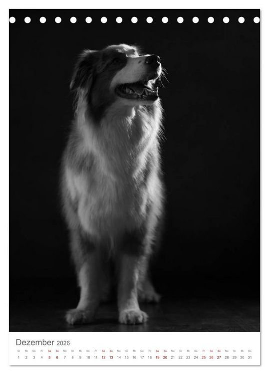 Produktbild: Fine Art Hundeportraits (Tischkalender 2026 DIN A5 hoch), CALVENDO Monatskalender