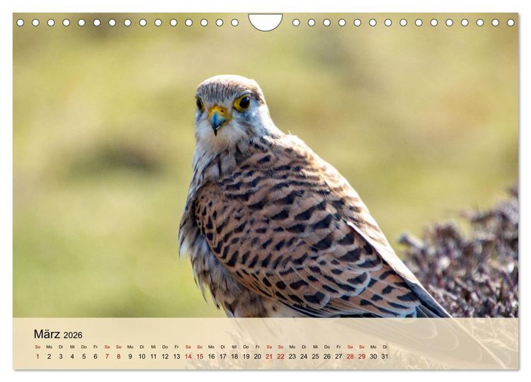 Produktbild: Wildes Stadtleben in M&uuml;nchen (Wandkalender 2026 DIN A4 quer), CALVENDO Monatskalender