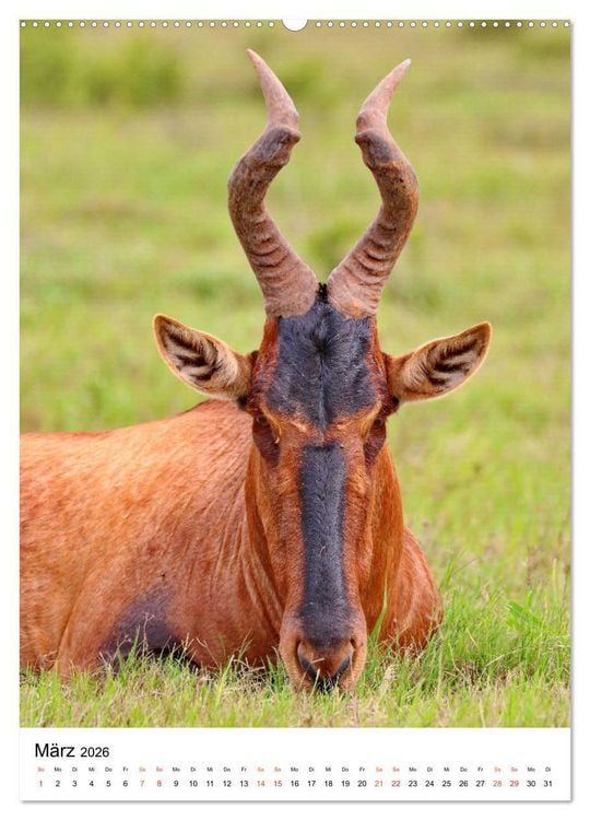 Produktbild: S&Uuml;DAFRIKA Wild-Tiere im Addo Elephant Park (hochwertiger Premium Wandkalender 2026 DIN A2 hoch), Kunstdruck in Hochglanz