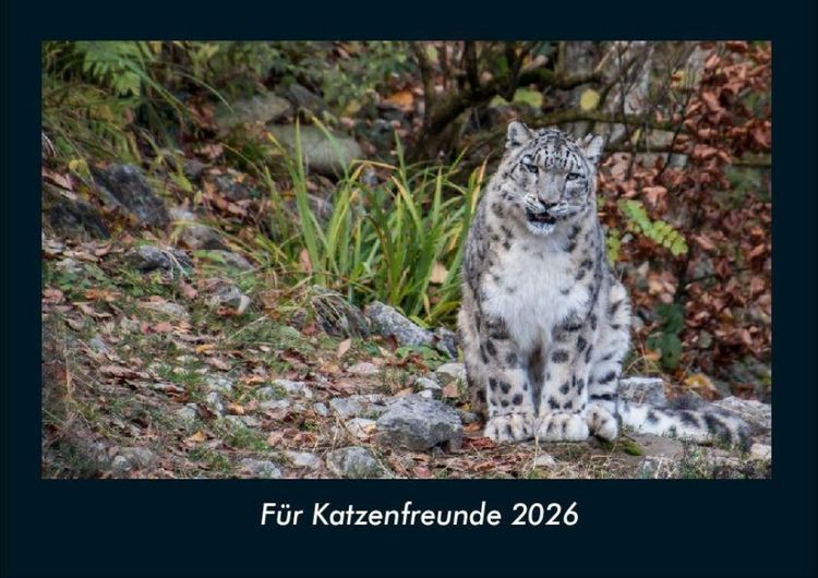 Produktbild: F&uuml;r Katzenfreunde 2026 Fotokalender DIN A4