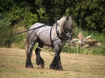 Produktbild: CALVENDO Puzzle Trait Poitevin | 1000 Teile Lege-Gr&ouml;&szlig;e 64x48cm Foto-Puzzle f&uuml;r gl&uuml;ckliche Stunden