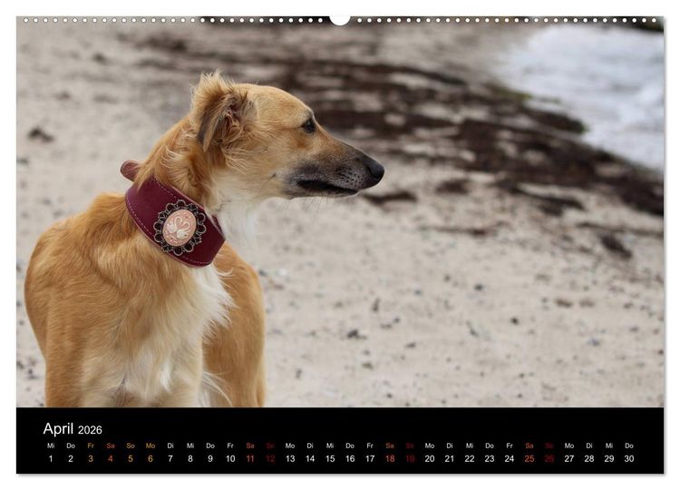 Produktbild: Der Silken Windsprite - ein Seelenhund (hochwertiger Premium Wandkalender 2026 DIN A2 quer), Kunstdruck in Hochglanz