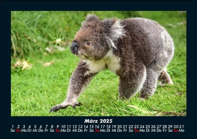 Produktbild: Koala 2025 Fotokalender DIN A5