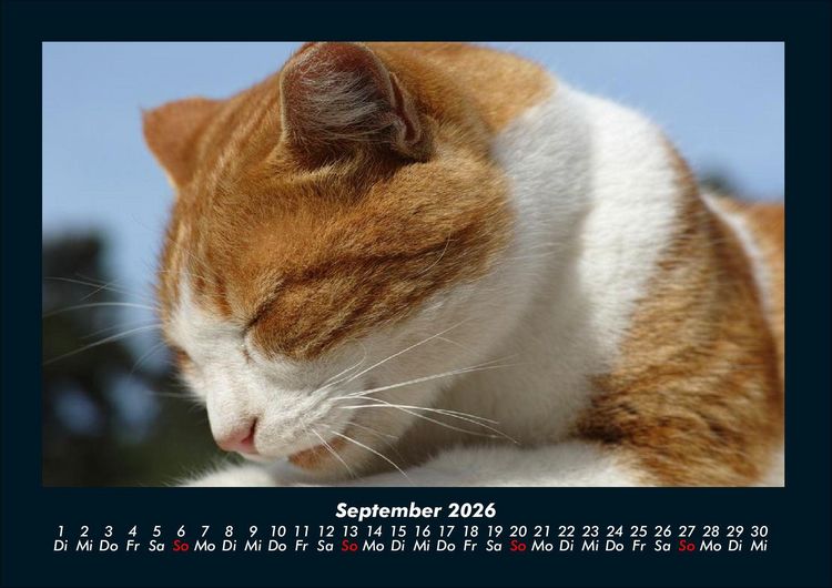 Produktbild: F&uuml;r Katzenfreunde 2026 Fotokalender DIN A4