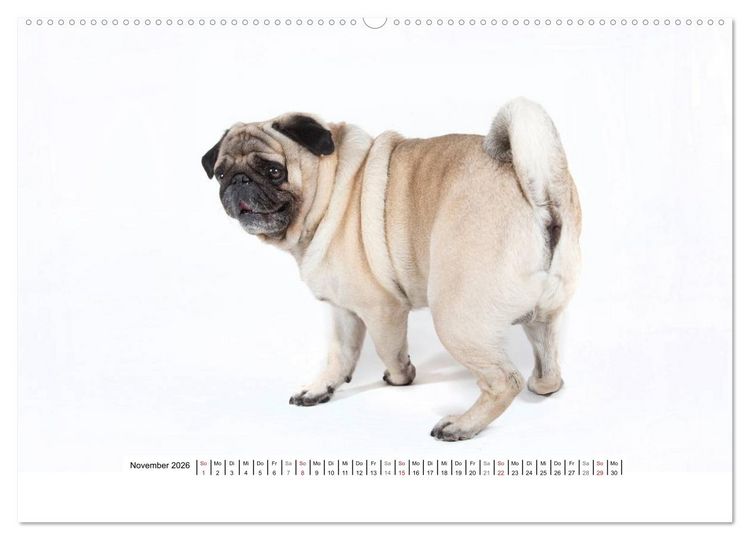 Produktbild: Mops - unwiderstehlich und charmant (hochwertiger Premium Wandkalender 2026 DIN A2 quer), Kunstdruck in Hochglanz