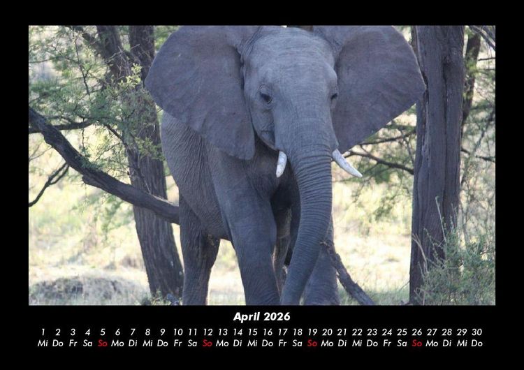Produktbild: Der Tierkalender 2026 Fotokalender DIN A3