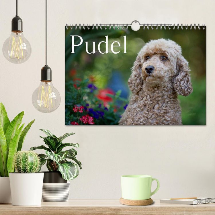Produktbild: Pudel (Wandkalender 2026 DIN A4 quer), CALVENDO Monatskalender