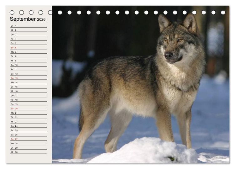 Produktbild: W&ouml;lfe. Verwegene Anmut (Tischkalender 2026 DIN A5 quer), CALVENDO Monatskalender