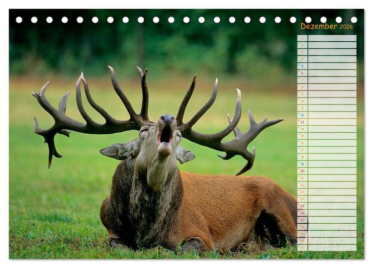 Produktbild: Tiere des Waldes (Tischkalender 2026 DIN A5 quer), CALVENDO Monatskalender