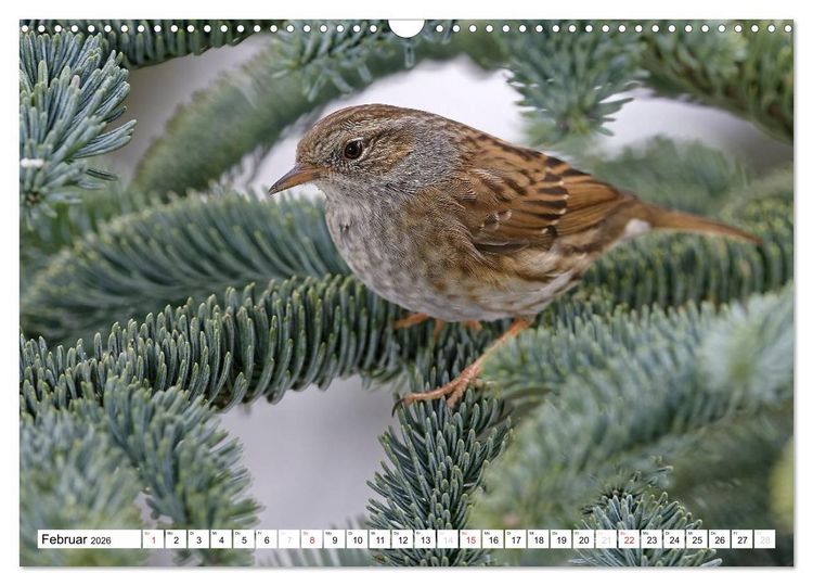 Produktbild: Heimische Gartenv&ouml;gel (Wandkalender 2026 DIN A3 quer), CALVENDO Monatskalender