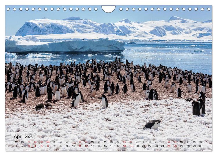 Produktbild: Antarktis, die eisige Heimat der Pinguine (Wandkalender 2026 DIN A4 quer), CALVENDO Monatskalender