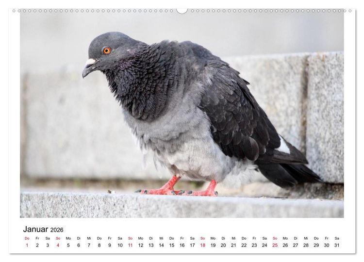 Produktbild: Geliebte Tauben (hochwertiger Premium Wandkalender 2026 DIN A2 quer), Kunstdruck in Hochglanz
