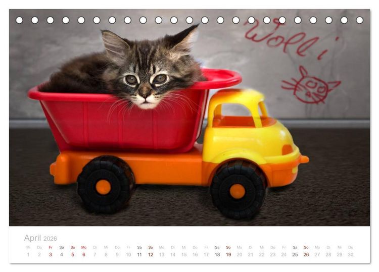 Produktbild: Katzenbabys beobachtet (Tischkalender 2026 DIN A5 quer), CALVENDO Monatskalender