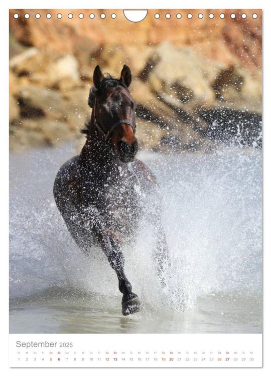 Produktbild: Caballos - Die sch&ouml;nen Pferde Spaniens (Wandkalender 2026 DIN A4 hoch), CALVENDO Monatskalender