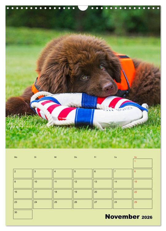 Produktbild: B&auml;rige Freunde - Familienplaner Brauner Neufundl&auml;nder (Wandkalender 2026 DIN A3 hoch), CALVENDO Monatskalender