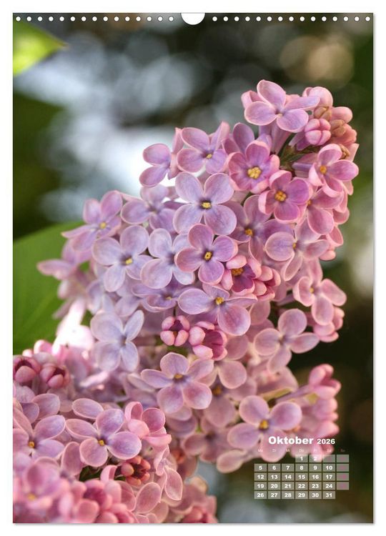 Produktbild: Fliederbl&uuml;te (Wandkalender 2026 DIN A3 hoch), CALVENDO Monatskalender