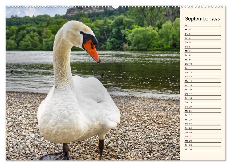 Produktbild: Schwanenzauber (Wandkalender 2026 DIN A2 quer), CALVENDO Monatskalender