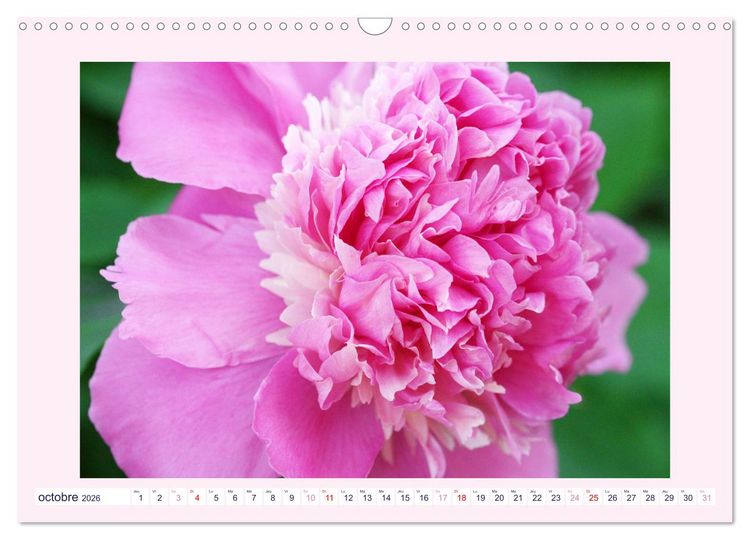 Produktbild: Pivoines - Roses sans &eacute;pines (Calendrier mural 2026 DIN A3 vertical), CALVENDO calendrier mensuel