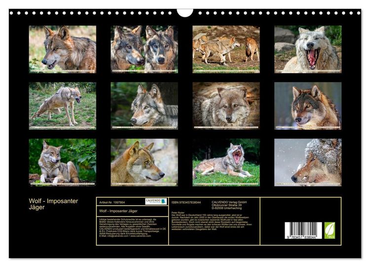 Produktbild: Wolf - Imposanter J&auml;ger (Wandkalender 2026 DIN A3 quer), CALVENDO Monatskalender