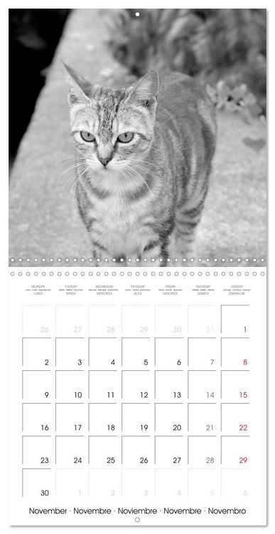 Produktbild: Black and white cat whispers (Wall Calendar 2026 12 &times; 12 Inch) CALVENDO 12 Month Wall Calendar