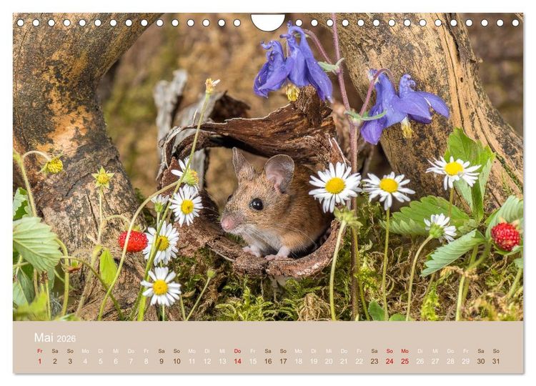 Produktbild: Eulen und M&auml;use (Wandkalender 2026 DIN A4 quer), CALVENDO Monatskalender