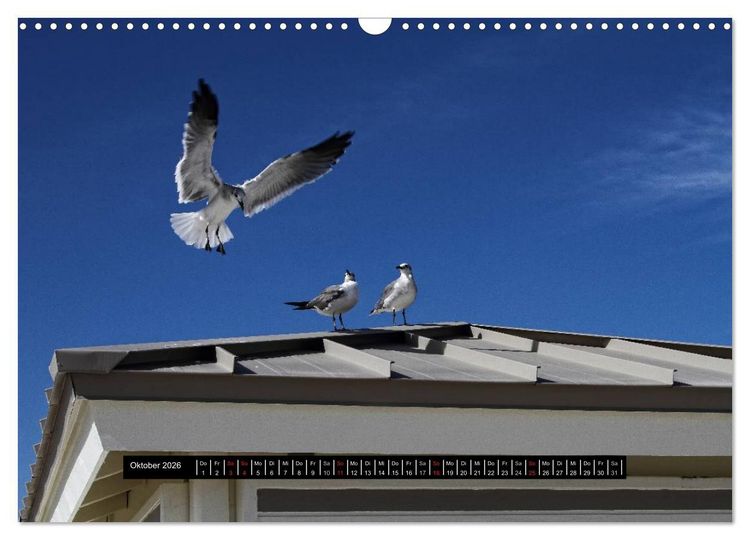 Produktbild: Florida Impressionen (Wandkalender 2026 DIN A3 quer), CALVENDO Monatskalender