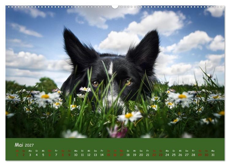 Produktbild: Border Collie Kalender &ndash; Ausdrucksstarke Close-up-Portraits durch die Jahreszeiten (Wandkalender 2027 DIN A2 quer), CALVENDO Monatskalender