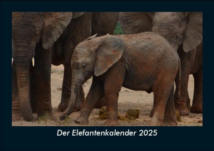 Produktbild: Der Elefantenkalender 2025 Fotokalender DIN A5