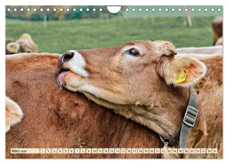 Produktbild: Berg-K&uuml;he, Natur pur - unser sch&ouml;nster Urlaub (Wandkalender 2026 DIN A4 quer), CALVENDO Monatskalender