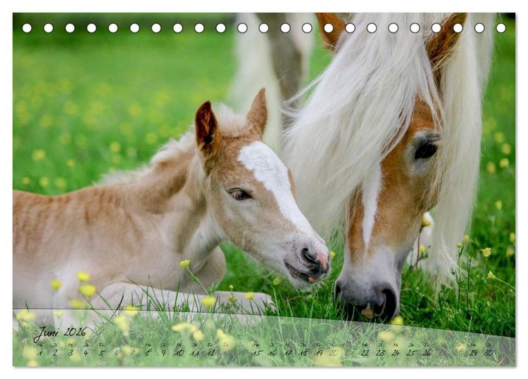Produktbild: Haflinger-Pferde in Reinzucht (Tischkalender 2026 DIN A5 quer), CALVENDO Monatskalender