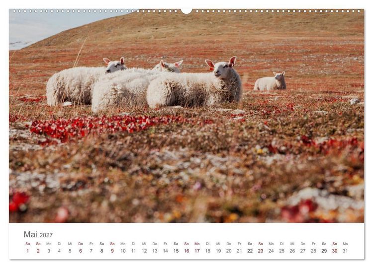Produktbild: Schafe - Weich und wollig (hochwertiger Premium Wandkalender 2027 DIN A2 quer), Kunstdruck in Hochglanz