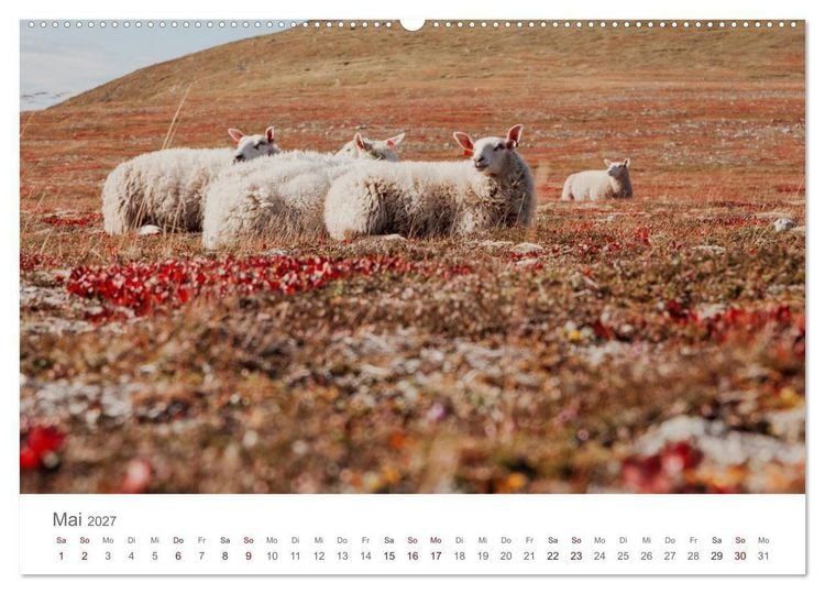Produktbild: Schafe - Weich und wollig (Wandkalender 2027 DIN A2 quer), CALVENDO Monatskalender