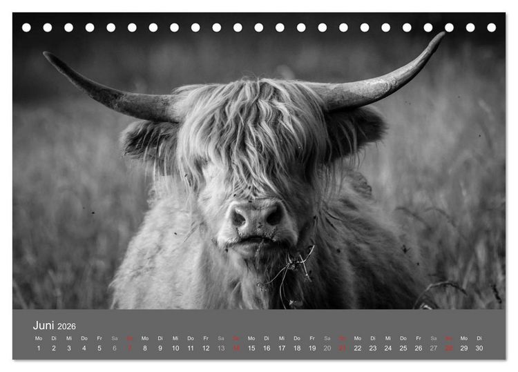 Produktbild: Tierische Augenblicke in Schwarz-Wei&szlig; (Tischkalender 2026 DIN A5 quer), CALVENDO Monatskalender