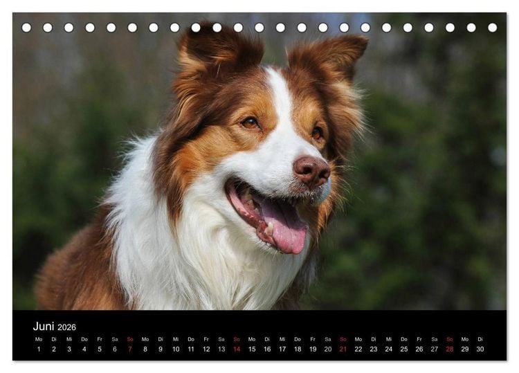 Produktbild: Border Collie 2026 (Tischkalender 2026 DIN A5 quer), CALVENDO Monatskalender