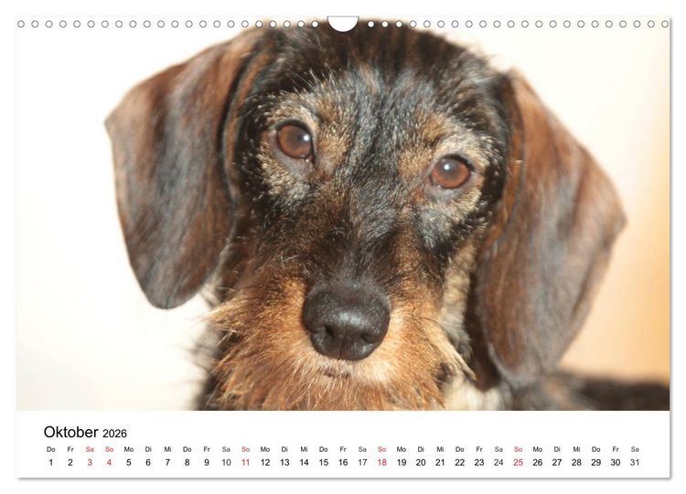 Produktbild: Ein Dackelkind blickt zur&uuml;ck (Wandkalender 2026 DIN A3 quer), CALVENDO Monatskalender