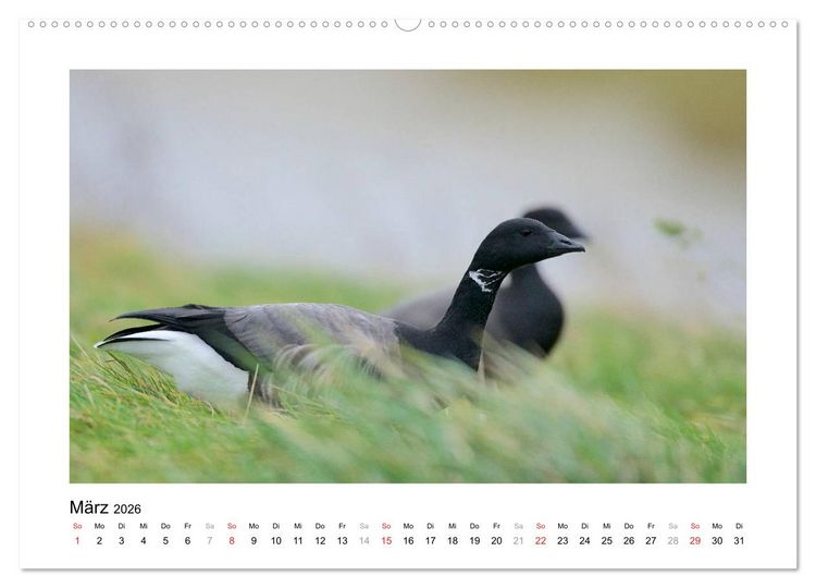 Produktbild: Geschnatter - Enten und G&auml;nse in Deutschland (hochwertiger Premium Wandkalender 2026 DIN A2 quer), Kunstdruck in Hochglanz