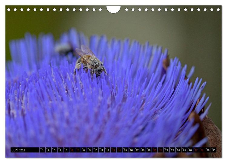 Produktbild: Insekten-Sommer (Wandkalender 2026 DIN A4 quer), CALVENDO Monatskalender