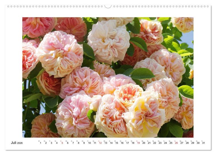 Produktbild: Rosengl&uuml;ck (hochwertiger Premium Wandkalender 2026 DIN A2 quer), Kunstdruck in Hochglanz