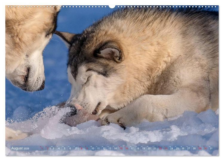 Produktbild: Alaskan Malamute in seinem Element (hochwertiger Premium Wandkalender 2026 DIN A2 quer), Kunstdruck in Hochglanz
