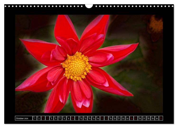 Produktbild: Mysterious plant portraits (Wall Calendar 2026 DIN A3 landscape), CALVENDO 12 Month Wall Calendar
