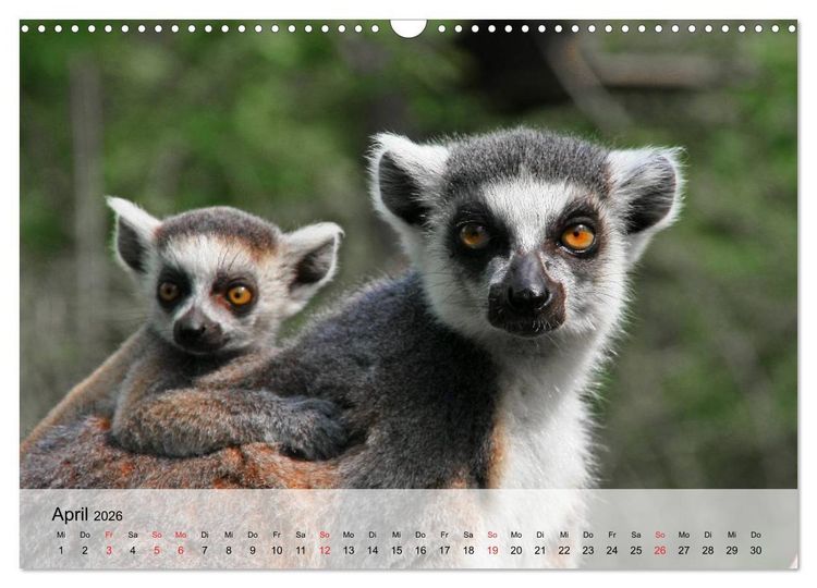 Produktbild: Faszination Affen. Kobolde zum Verlieben (Wandkalender 2026 DIN A3 quer), CALVENDO Monatskalender